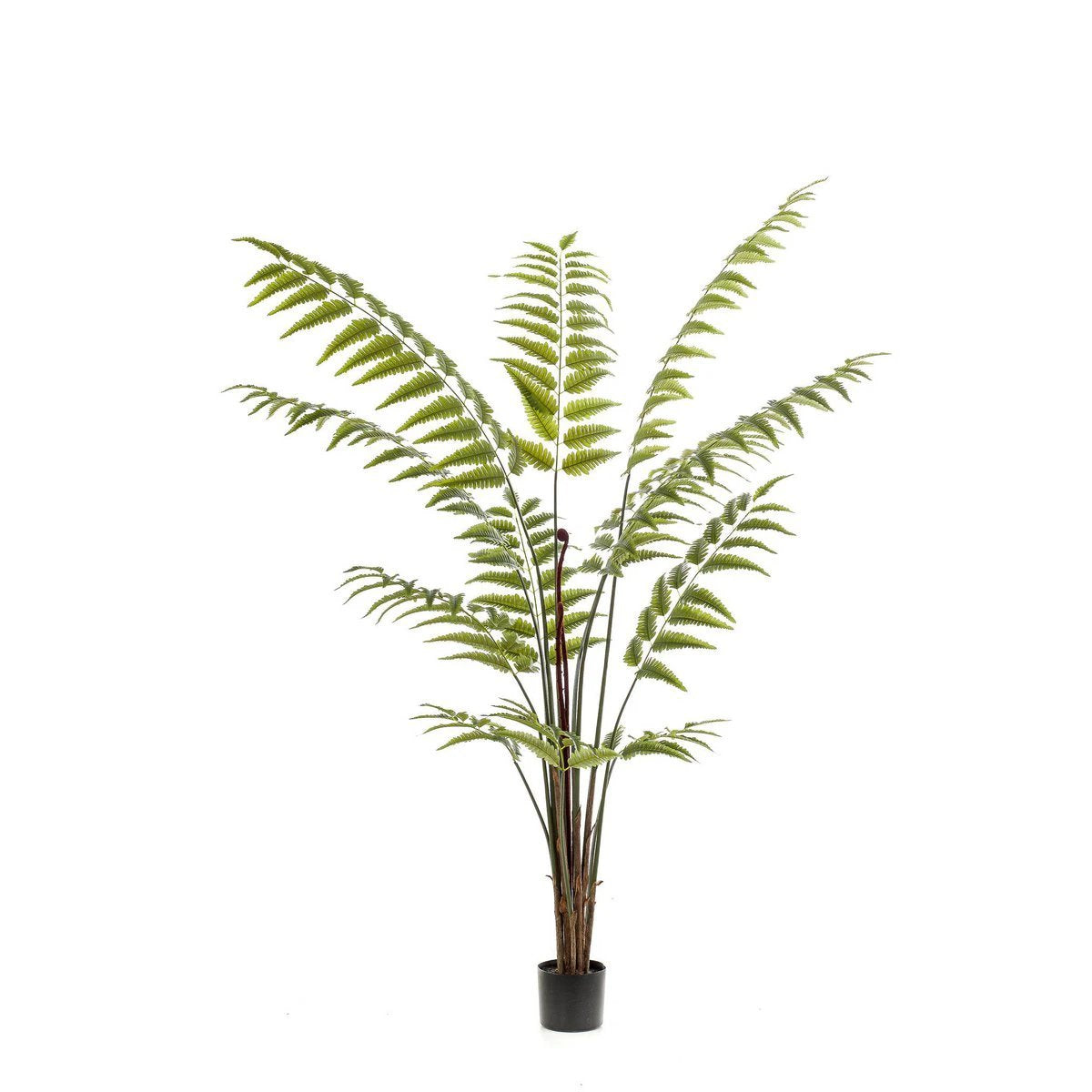 Kunstpflanze – Rumohra adiantiformis – The Leader Varge – 180 cm von Green boutiQ