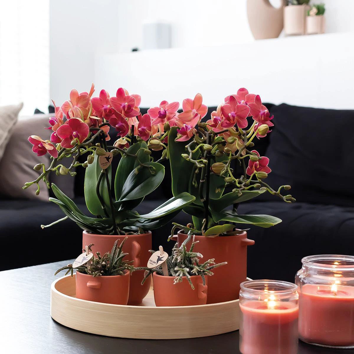 Colibr Orchids | COMBI DEAL from 2 red Phalaenopsis orchids - Congo - potmate Ø9cm-firming room plant – fresh of the grower by Kolibri Company