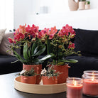 Colibr Orchids | COMBI DEAL from 2 red Phalaenopsis orchids - Congo - potmate Ø9cm-firming room plant – fresh of the grower by Kolibri Company