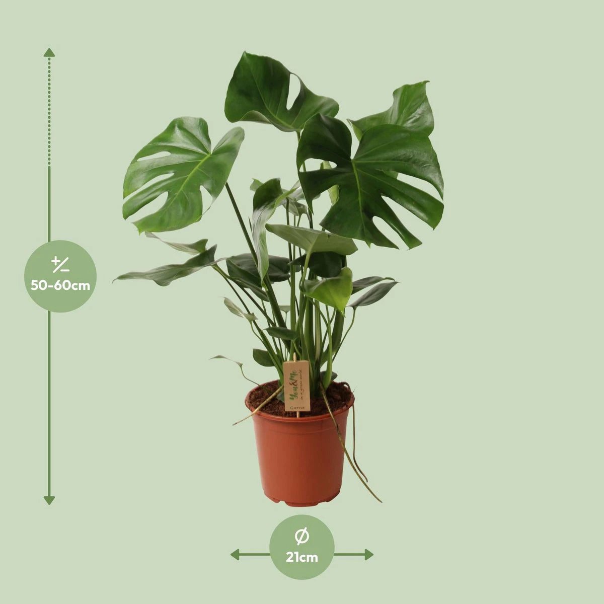 Monstera Deliciosa P21 - Ø21cm - ↕60cm by MEERgroothandel Planten