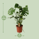 Monstera Deliciosa P21 - Ø21cm - ↕60cm by MEERgroothandel Planten