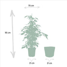 Ficus benjamina Danielle - ↨95cm - Ø21cm + Mand Selin by MEERgroothandel Planten
