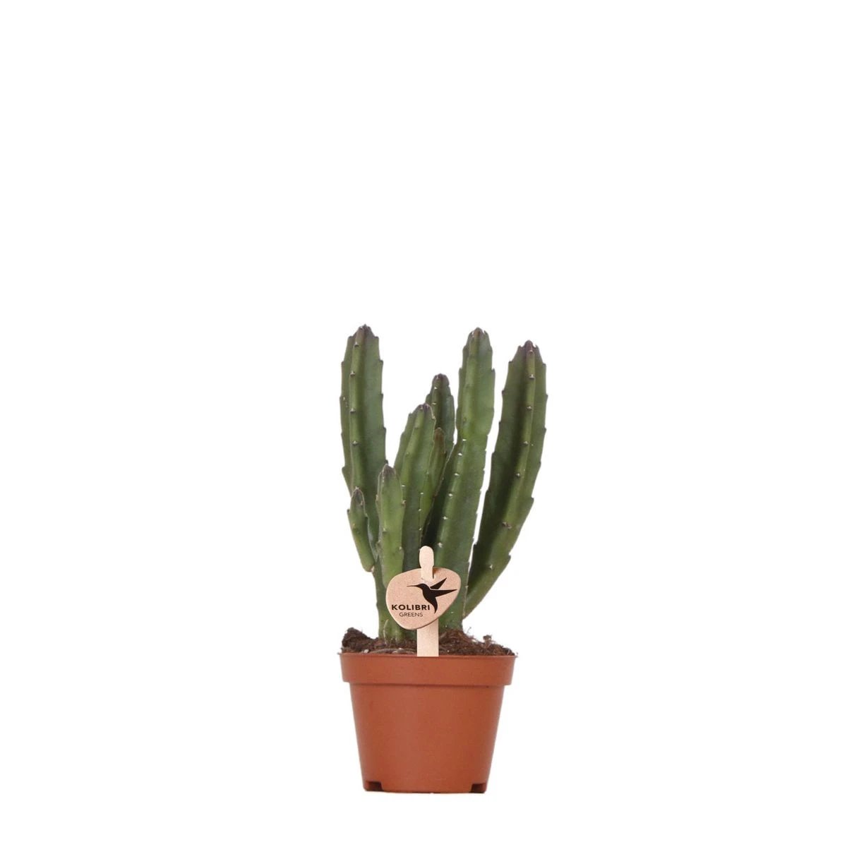 Kolibri Greens | Green Plant - Stapelia - Green houseplant - Fresh of the grower - Ø6cm by Kolibri Company