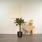 Ficus elastica Melany Stamm - ↨90cm - Ø21cm + Topf Mayk Lead von MEERgroothandel Planten