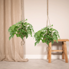 Kokodama Monstera Minima Hang (hole plant) - 2 pieces - Ø15cm - ↕25cm by MEERgroothandel Planten