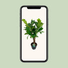 Ficus Lyrata - Ø26cm - ↕100cm by MEERgroothandel Planten