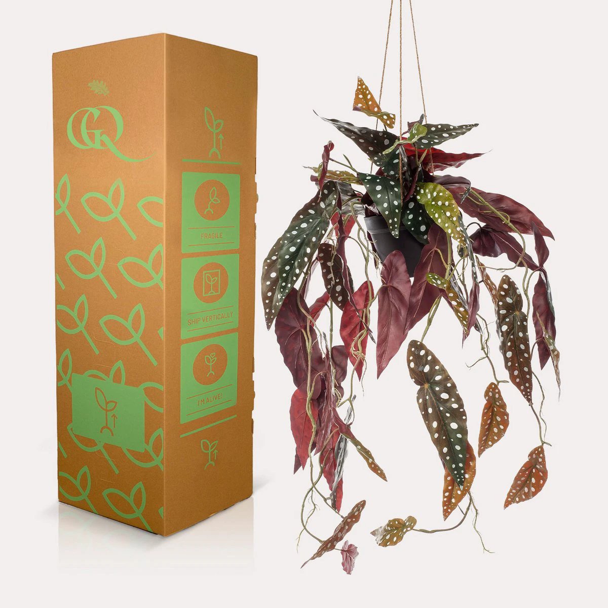Kunstplant - Begonia Maculata - Stippenbegonia - 80 cm by Green boutiQ