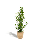 Ficus microcarpa Moclame - ↨95cm - Ø21cm + Mand Selin by MEERgroothandel Planten