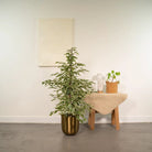 Ficus benjamina Twilight - Ø21cm - ↕95cm by MEERgroothandel Planten