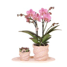 Hummingbird Company | Gift set Octopus Pink small | Green plant with old pink Phalaenopsis orchid in Octopus pink decorative pots on white organic tray by Kolibri Company