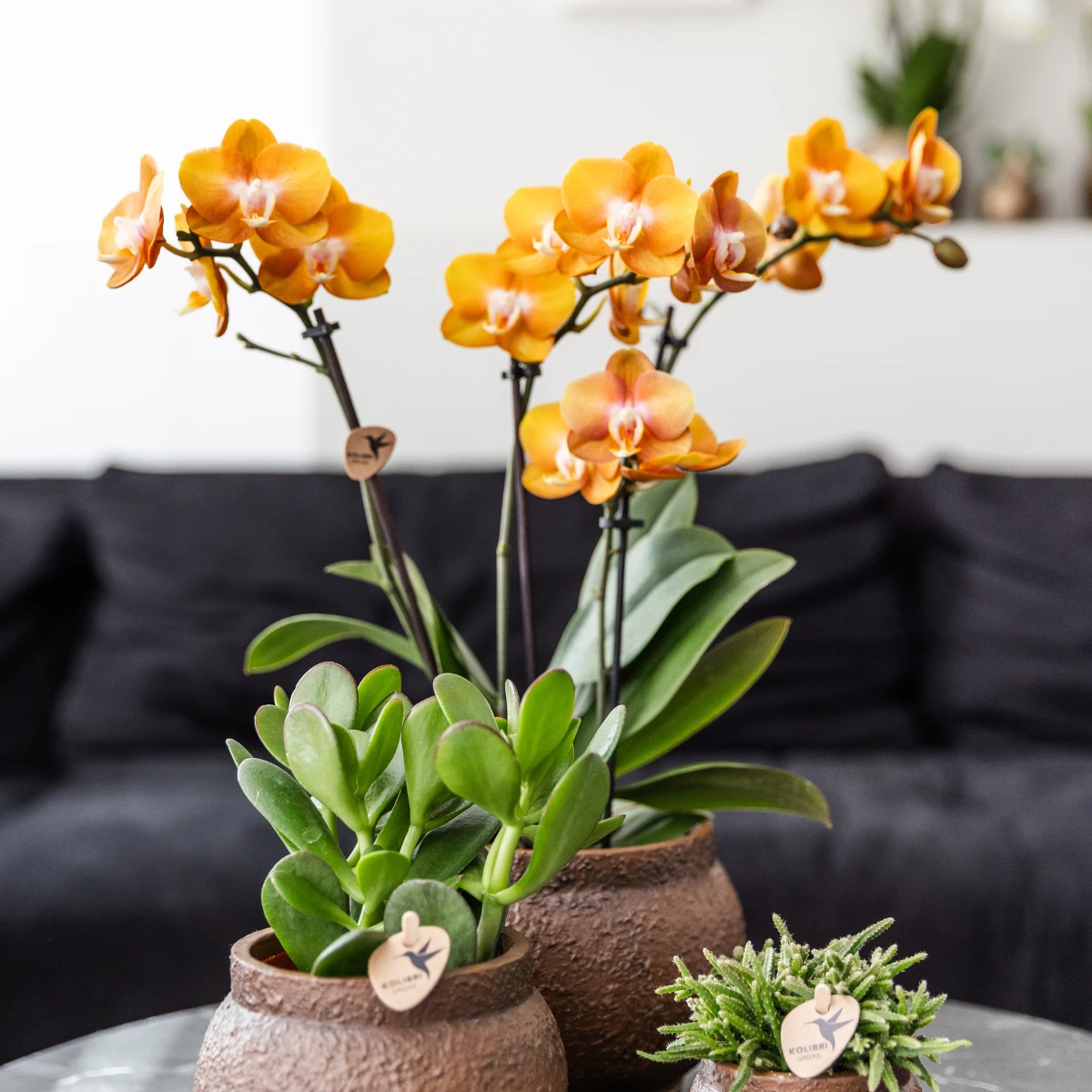 Kolibri Orchids I COMBI DEAL of 2 Phalaenopsis orchids - Las Vegas - pot size Ø12cm | flowering houseplant - fresh from the grower by Kolibri Company