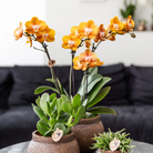 Kolibri Orchids I COMBI DEAL of 2 Phalaenopsis orchids - Las Vegas - pot size Ø12cm | flowering houseplant - fresh from the grower by Kolibri Company