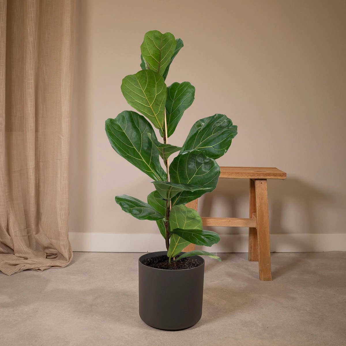 Ficus Lyrata - Rubber plant - Ø17cm - ↕75cm by MEERgroothandel Planten