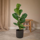 Ficus Lyrata - Rubber plant - Ø17cm - ↕75cm by MEERgroothandel Planten