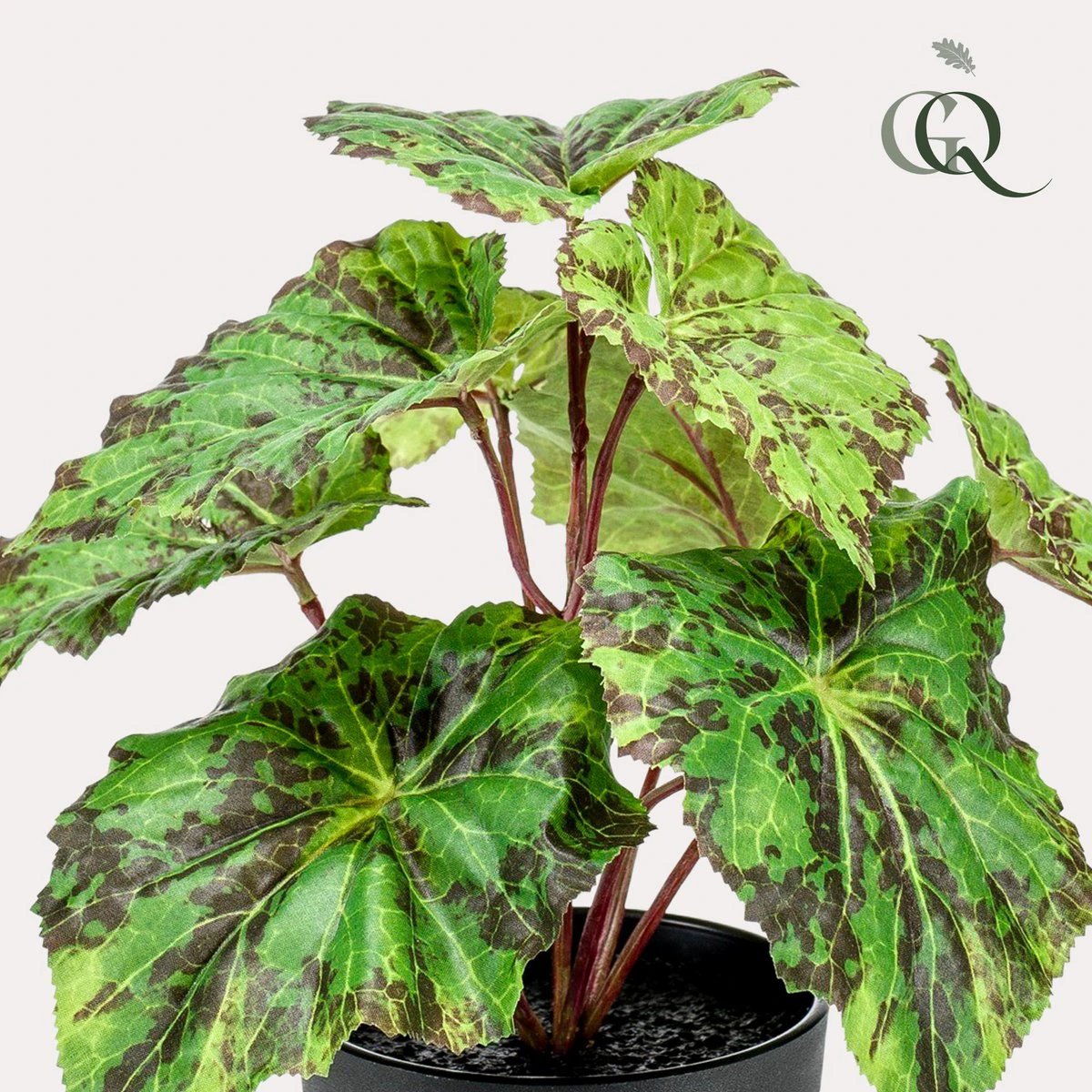Kunstpflanze – Begonia Rex – Blattbegonie – 25 cm von Green boutiQ