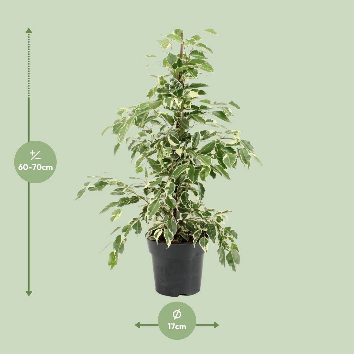 Ficus Benjamina Twilight (R) | [P17-H70] von MEERgroothandel Planten