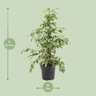 Ficus Benjamina Twilight (R) | [P17-H70] von MEERgroothandel Planten