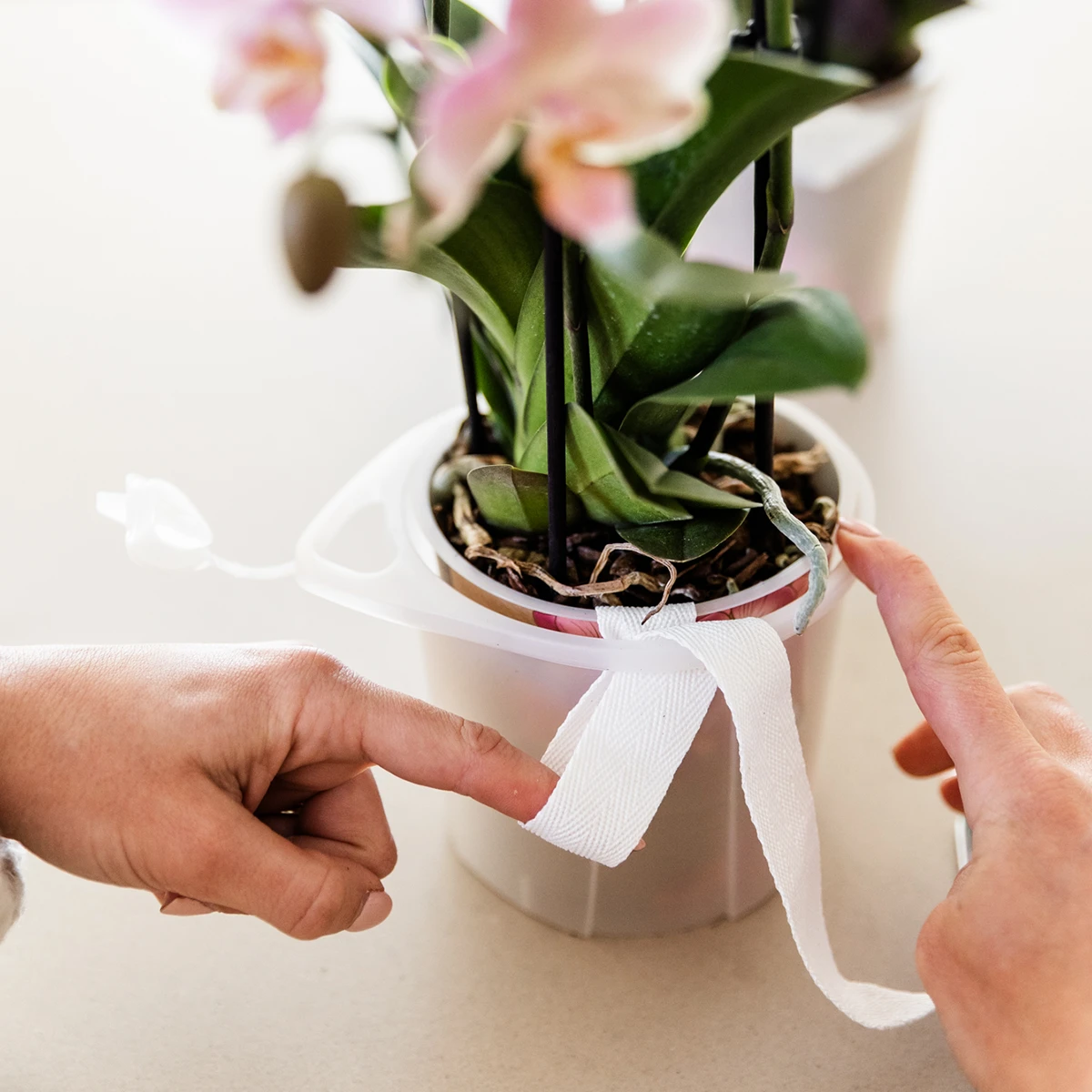 Kolibri Orchids | Orange Orchid Set In Como Dish incl. Water reservoir | Three Orange Orchids Bolzano 9cm | Mono Bouquet Orange with self -sufficient water reservoir by Kolibri Company