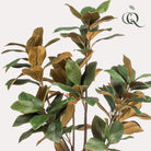 Artificial plant - Magnolia Grandiflora - 150 cm by Green boutiQ