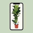 Ficus Lyrata - Ø21cm - ↕90cm by MEERgroothandel Planten