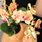 Hummingbird Orchids | Gift set Optimism small peach | Green plant with orange Phalaenopsis orchid in candy decorative pots on white organic tray by Kolibri Company