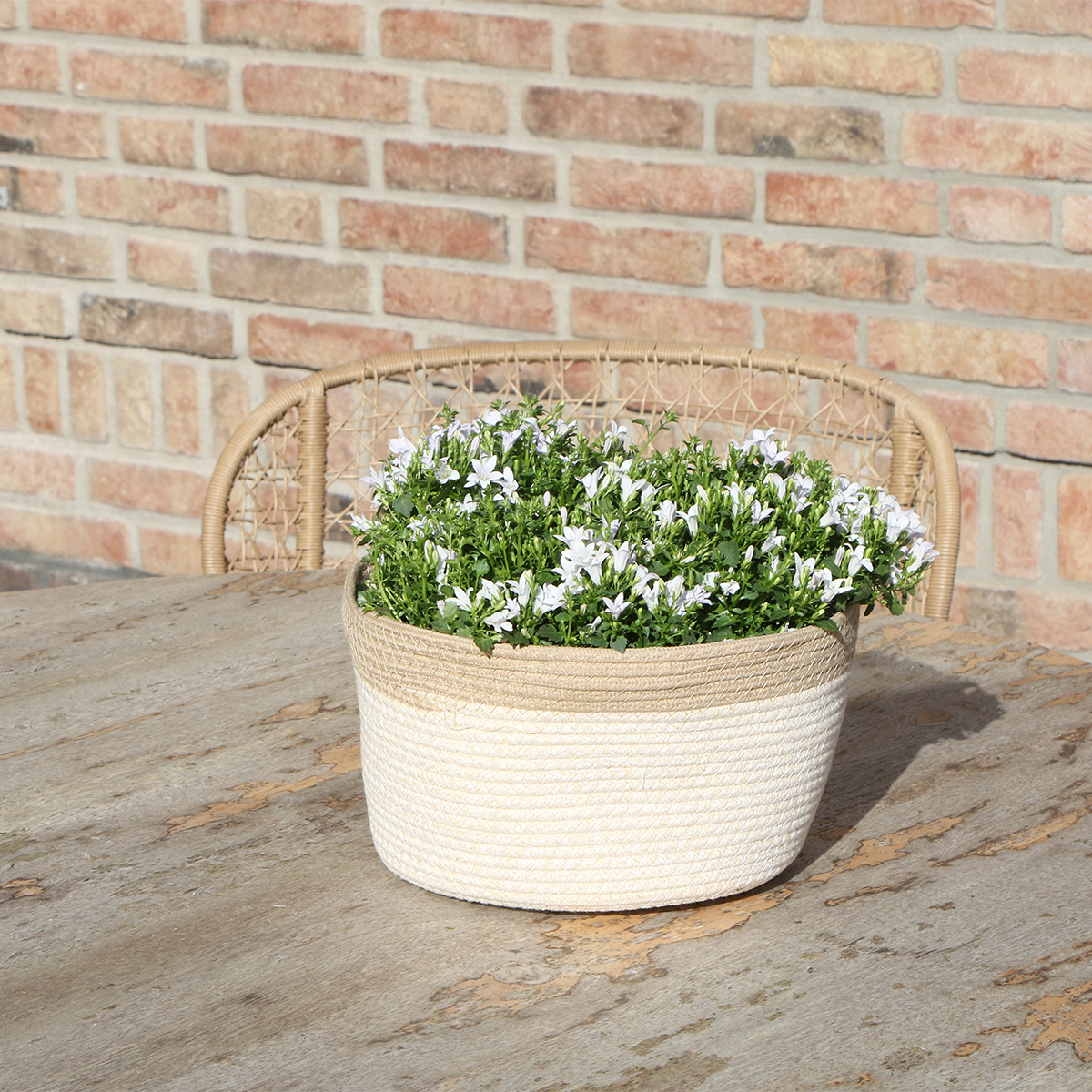 Campanula Addenda Ambella White - Cotton Scale with Campanula With Water Give System - 3 Pieces - Klokjesbloem White - Pot size 12cm - Inside & Outside by Kolibri Company