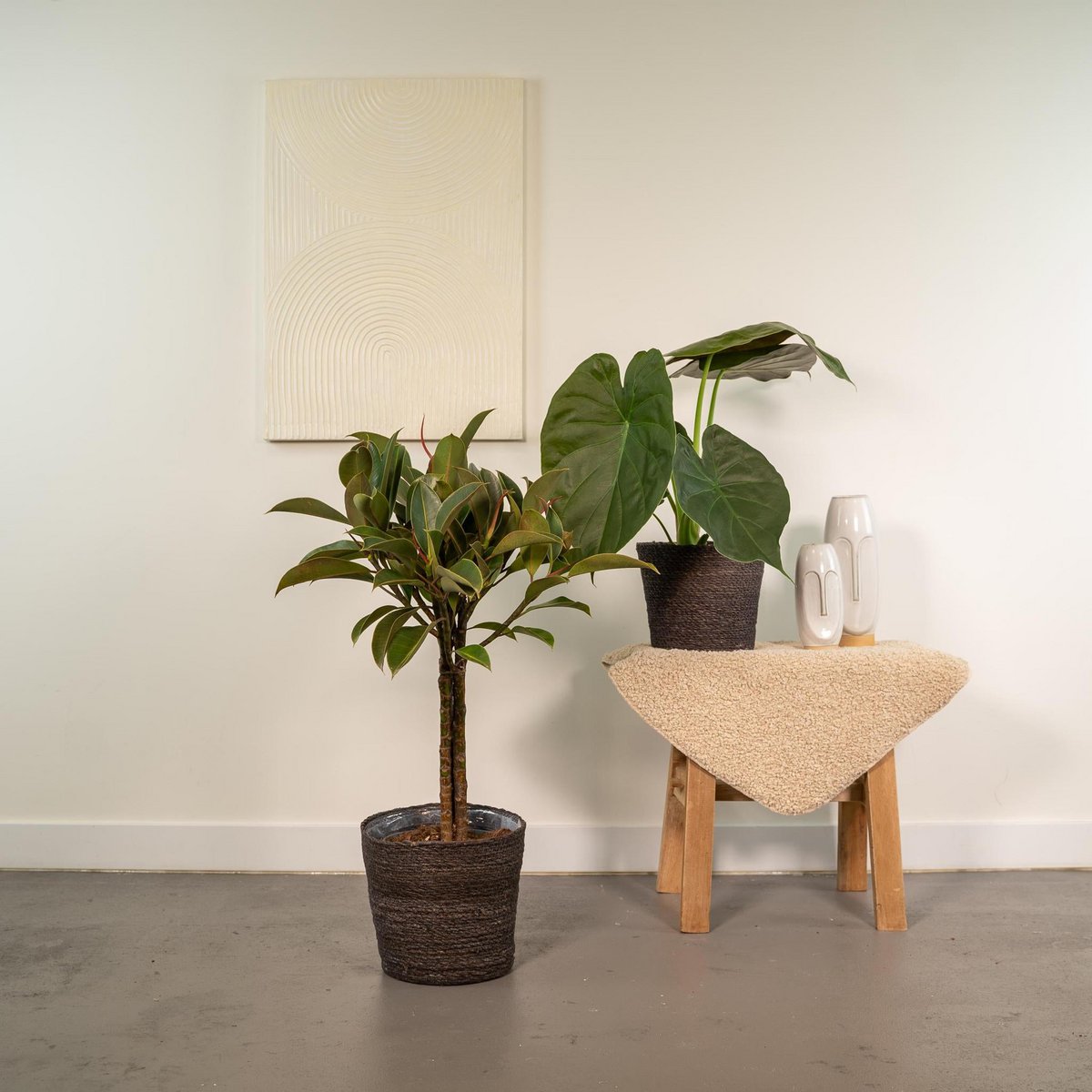 Ficus elastica Melany – ↨85 cm – Ø21 cm + Alocasia wentii – ↨60 cm – Ø19 cm von MEERgroothandel Planten