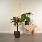 Ficus elastica Melany – ↨85 cm – Ø21 cm + Alocasia wentii – ↨60 cm – Ø19 cm von MEERgroothandel Planten