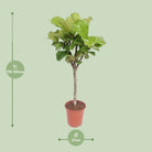 Ficus Lyrata | [P27-H120] von MEERgroothandel Planten