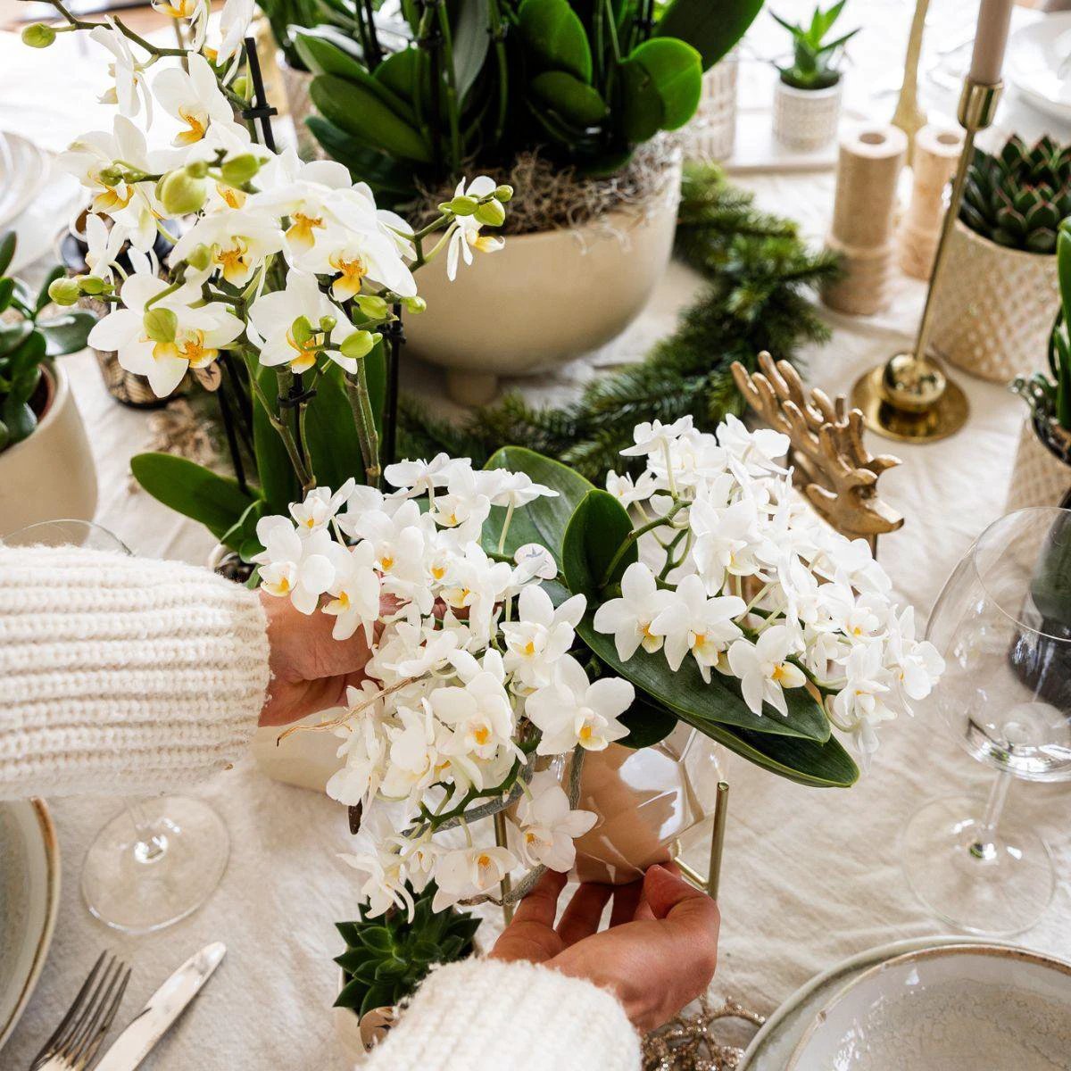 Hummingbird Orchids | White orchid 'Nazaré' + Pearl jewelry pot Travertine - pot size Ø9cm | blooming houseplant - fresh from the grower by Kolibri Company