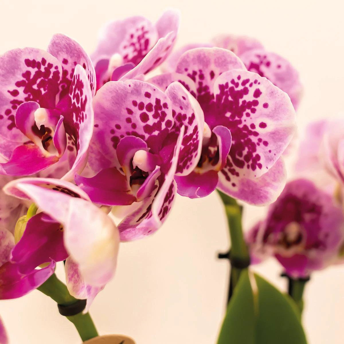 Hummingbird Orchids | COMBI DEAL of 4 pink purple phalaenopsis orchids - El Salvador - pot size Ø9cm | flowering houseplant - fresh from the grower by Kolibri Company