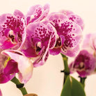 Hummingbird Orchids | COMBI DEAL of 4 pink purple phalaenopsis orchids - El Salvador - pot size Ø9cm | flowering houseplant - fresh from the grower by Kolibri Company