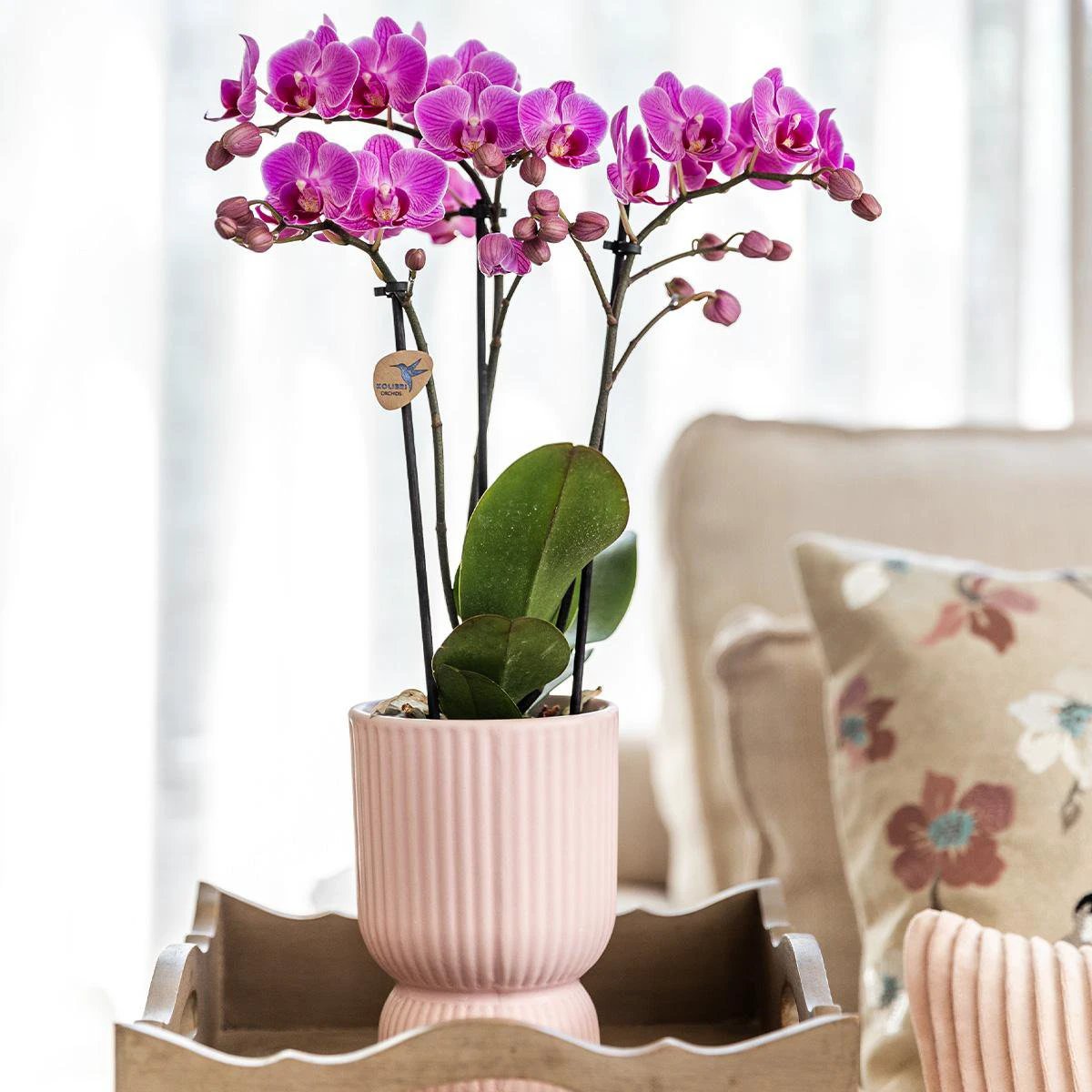Hummingbird Home | Combi deal - Diabolo pot pink by Kolibri Company