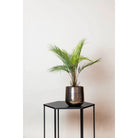 Art plant - Chamaedorea - Bergpalm - 50 cm by Green boutiQ