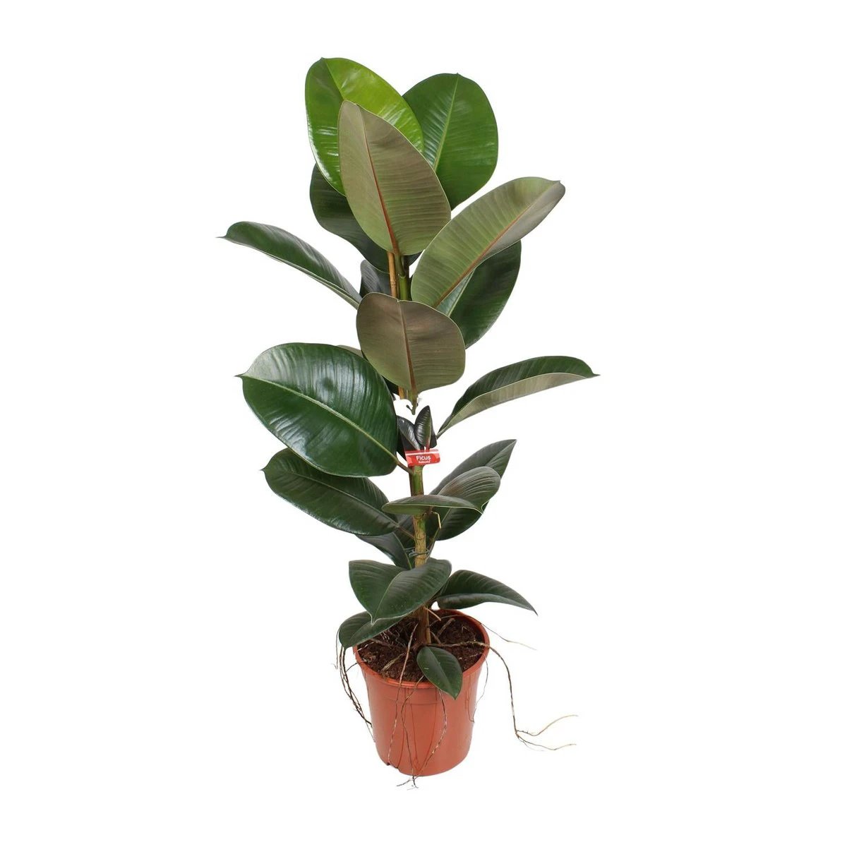 Fikus Elastike Robasta ౨౧ CM | [Prof. ౯౫] von MEERgroothandel Planten