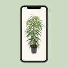 Ficus Binnendijkii Alii - Ø21cm - ↕80cm by MEERgroothandel Planten