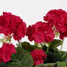 Artificial plant Geranium Dark pink by Mica Decorations