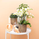 Hummingbird Home | Ornament - Decoration statue Cockatoo - Peach by Kolibri Company