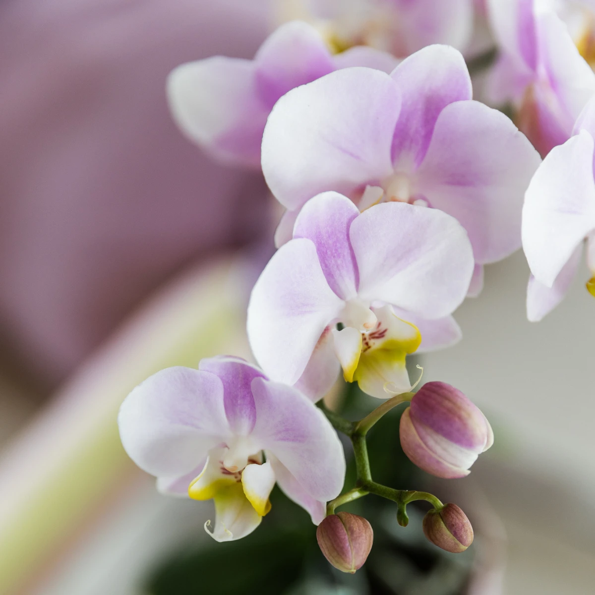Kolibri-Orchideen Kolibri Company | rosa Orchidee Portugal + dekorativer Übertopf Malaga in Rosa – Topfgröße Ø9 cm | blühende Zimmerpflanze – frisch vom Züchter von Kolibri Company