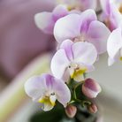 Kolibri-Orchideen Kolibri Company | rosa Orchidee Portugal + dekorativer Übertopf Malaga in Rosa – Topfgröße Ø9 cm | blühende Zimmerpflanze – frisch vom Züchter von Kolibri Company