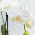 Colibr Orchids | COMBI DEAL from 2 white Phalaenopsis orchids - Amabilis - pot measure Ø9cm | -driving room plant - freshly from the grower by Kolibri Company