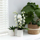 Colibr Orchids | weiße Phalaenopsis-Orchidee – Nigara Fall – Topfmate Ø9cm | – Wohnzimmerpflanze – frisch vom Züchter von Kolibri Company