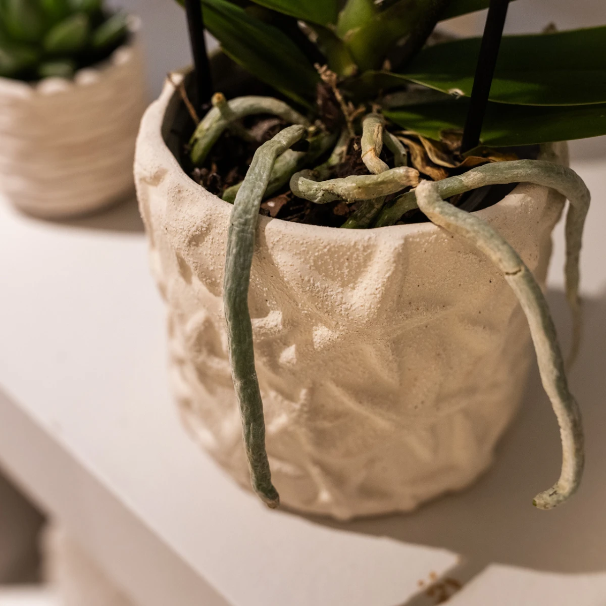 Kolibri Home | Star Fish sierpot - Off White - Ø6cm by Kolibri Company