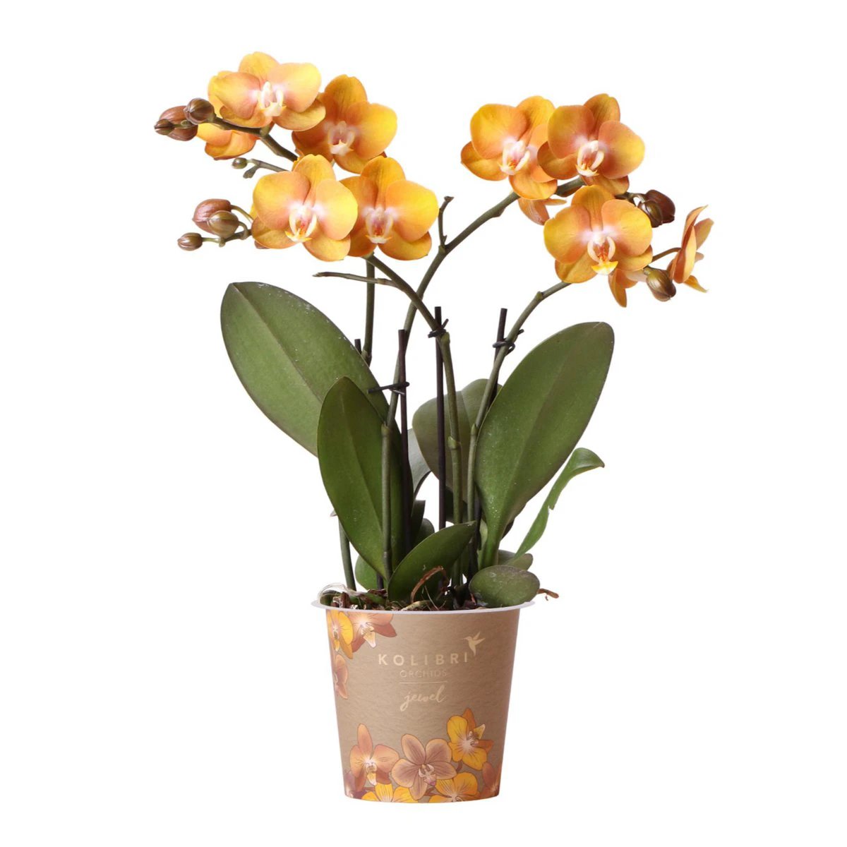 Colibr Orchids | orange gold Phalaenopsis orchid potmate Ø12cm | Jewide Las Vegas | -driving room plant - freshly from the grower by Kolibri Company