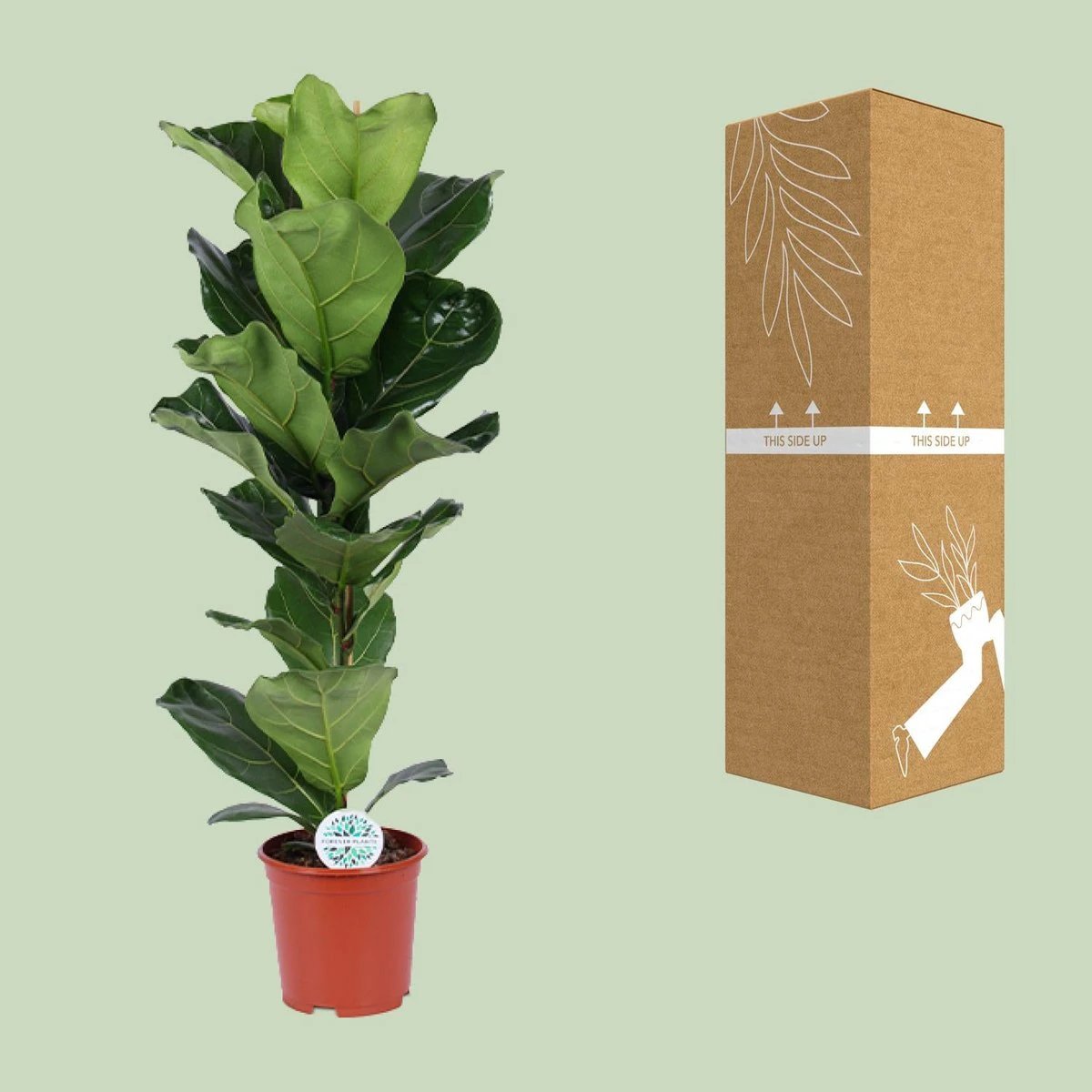 Ficus Lyrata - Ø21cm - ↕90cm by MEERgroothandel Planten