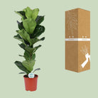 Ficus Lyrata - Ø21cm - ↕90cm by MEERgroothandel Planten
