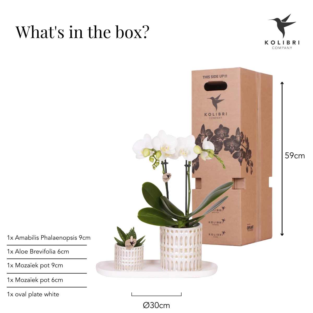 Hummingbird Company | Plantenset Le Chic small | White Phalaenopsis Orchidee Amabilis and Succulent incl. ceramic decorative pots on cream organic dish by Kolibri Company