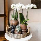 Hummingbird Home | Plant stand - Black metal plant raiser Ø12cm by Kolibri Company