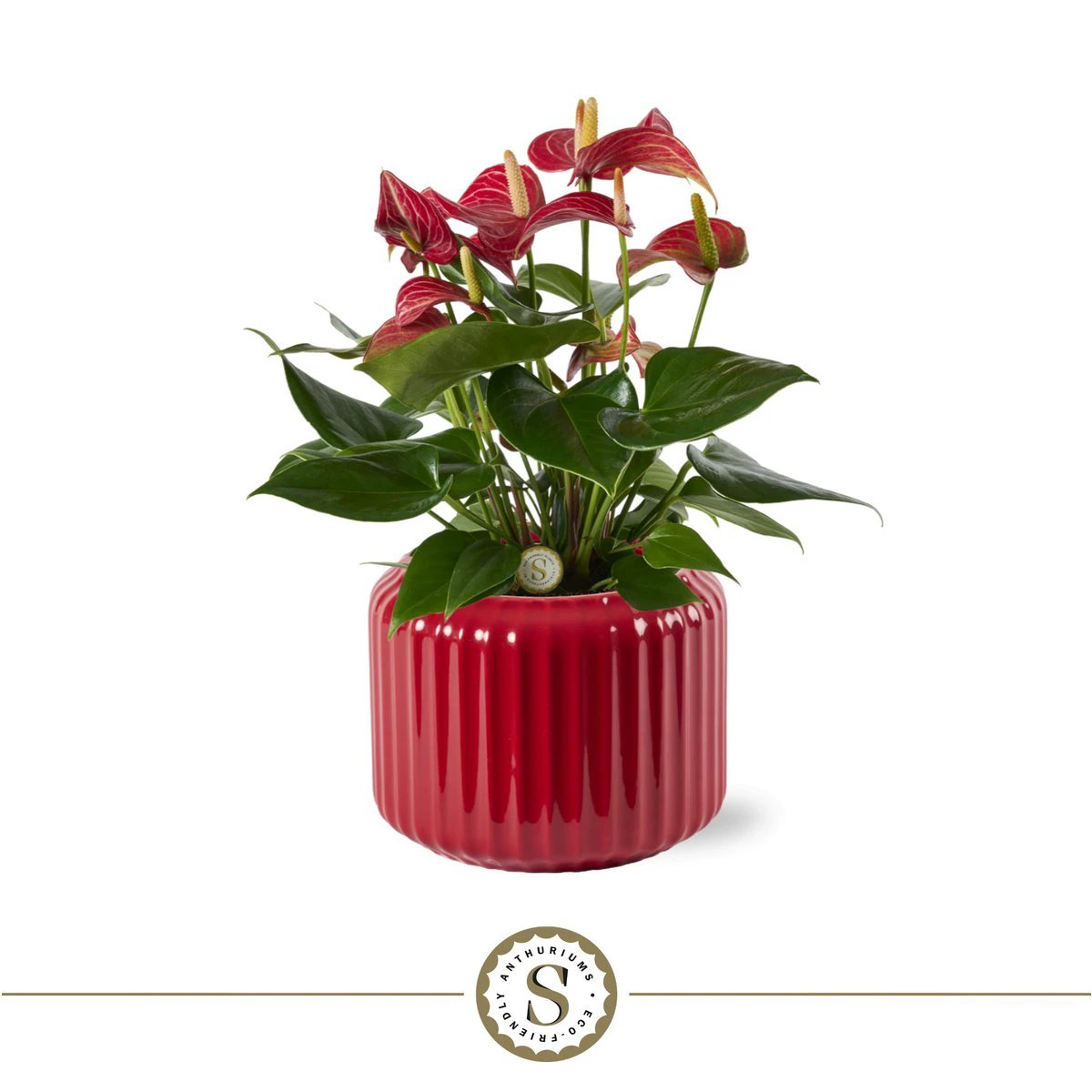 Bologna Dark Red Champion by Blooming Luxury