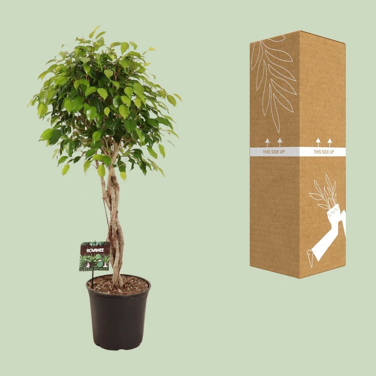 Ficus Benjamina Exotica – Ø27 cm – ↕120 cm von MEERgroothandel Planten